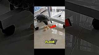 Saving a Broken Turtle Egg! 🐢🥚 Must Watch #shorts