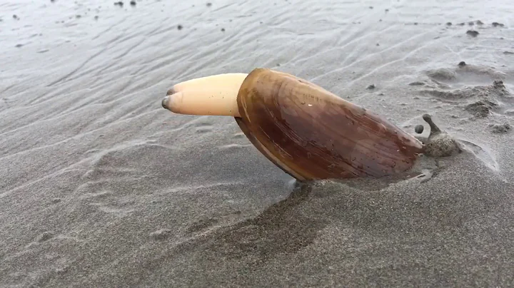 Clam Digs into Sand - DayDayNews