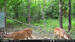 Episode 18 Trail Camera Update June 2025 Wiseeye Dc2