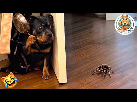 Try not to laugh 😂 Ultimate Funny Cats and Dogs 2026 🐱🐶 #27