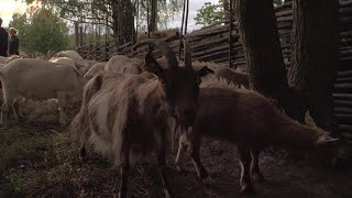 Goat Yoga Trend Reaches Sweden Afp