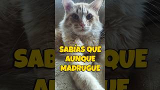 Mi mente siempre te va a recordar 😾