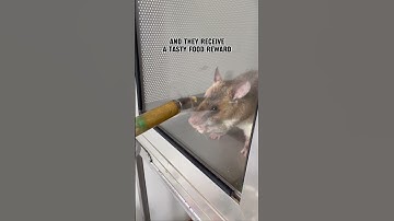 Morning Training Session with TB Detection rat Moana