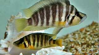 Магазин-рыборазводня  Tanganyika Cichlids