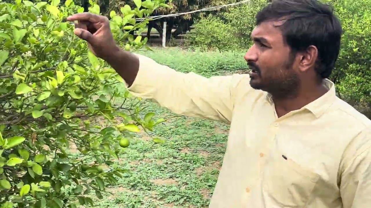 Citrus canker and controle measures  full video | నిమ్మలో గజ్జి తెగులు దాని నివారణ చర్యలు
