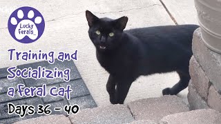 Training And Socializing A Feral Cat * Part 5 * Days 36  40 * Cat Video Compilation