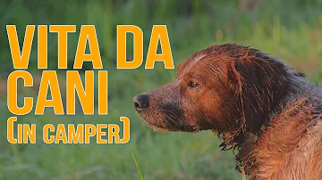 Che vaccini deve fare il cane?