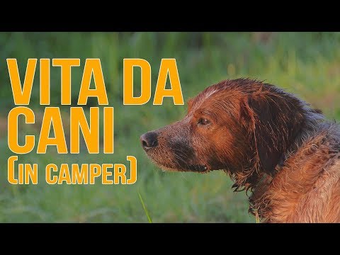 Video: Quanto Freddo è Troppo Freddo Per I Nostri Animali Domestici?