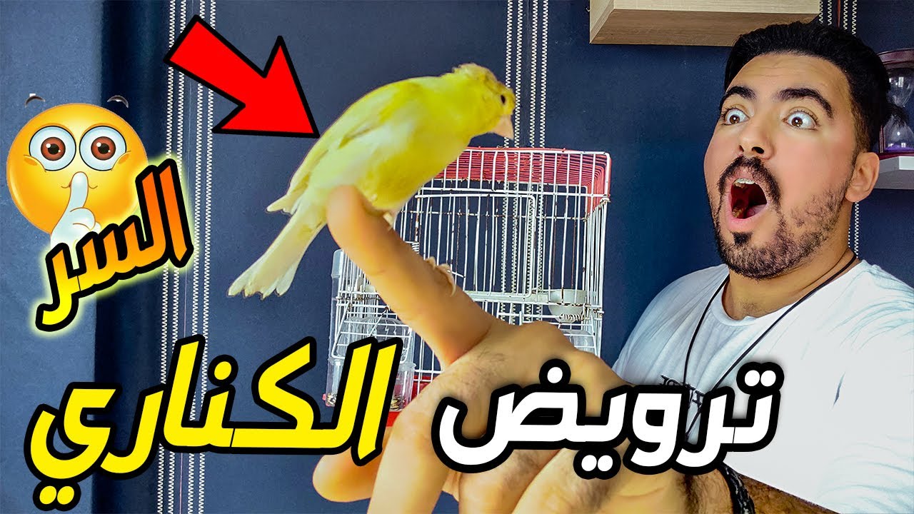 ترويض الكناري 😍 أسهل طريقة 😮.. كناري صغير او كبير 😮