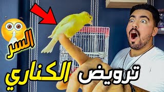 ترويض الكناري ? أسهل طريقة ?.. كناري صغير او كبير ?