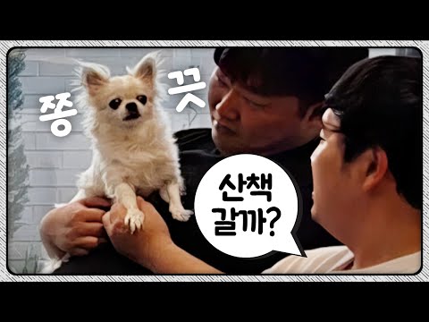 노예들과 <strong>산책하는</strong> 강아지