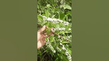 cây cơm nguội trị nhức