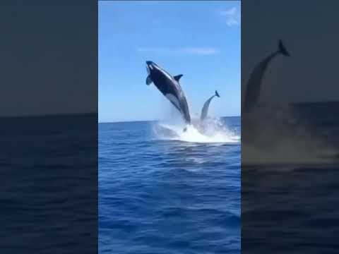 Video: Orca balinaları geyikləri yeyirlər?