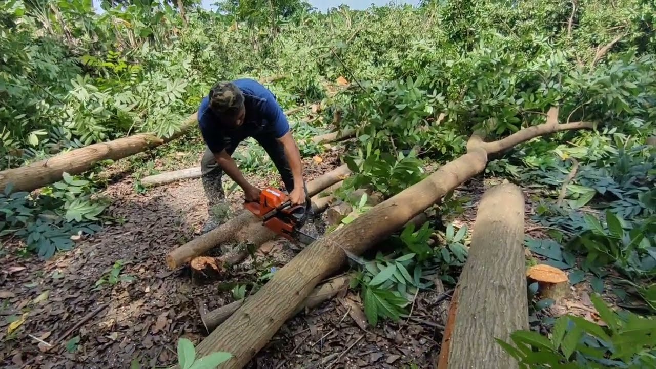 Tebang Pohon Mahoni di perkebunan, masih dengan 372XP