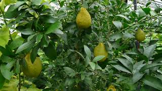 Microcitrus virgata &quot;Sidney hybrid&quot; M. australasica X M. australis