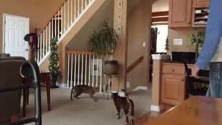 Amazing athleticism  Bengal cats jumping  leaping