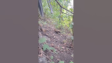 gà rừng mái đi kiếm ăn.poj qaib qus zoo nkauj