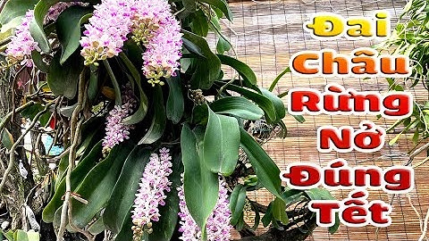 Chăm Sóc Phong Lan Đai Châu Rừng Nở Hoa Đúng Tết