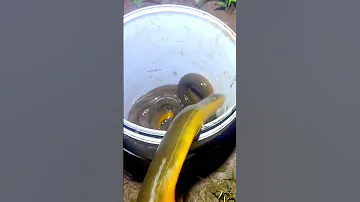 Eel 