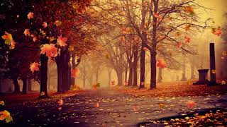 Yearning, nostalgia, autumn wind, fallen leaves,video background