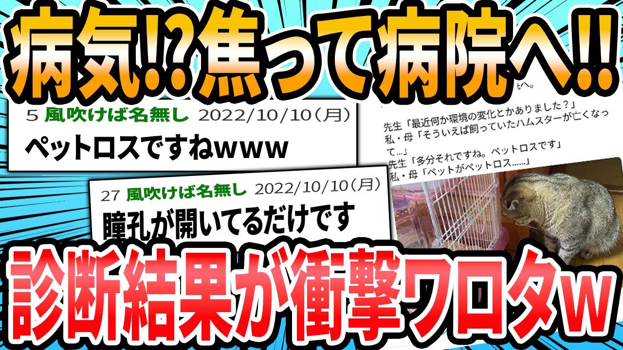 【続・猫ちゃん編☆】ドクターに言われた衝撃的な言葉【2ch面白いスレ】