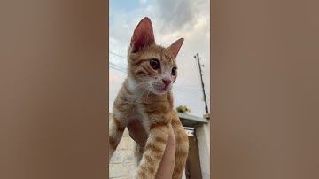 Hey #minecraft #duet #prisma3d #herobrine #memes #foryou #template #animation #minecraftshorts