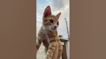 Hey #minecraft #duet #prisma3d #herobrine #memes #foryou #template #animation #minecraftshorts