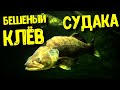 БЕШЕНЫЙ КЛЁВ СУДАКА / ночной жор киевского судака на воблер / комары чуть нас не съели / клёв ночью