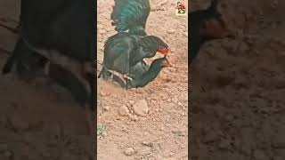 Mushka Aseel Pair Cros 2022Black Aseel Pair Murga Farm In Stanaseel Mushka Murga Murgai Cros