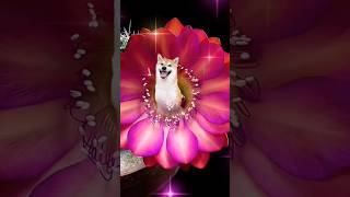 Sevimli Cansın Candan Youtube Türkiye Resimi