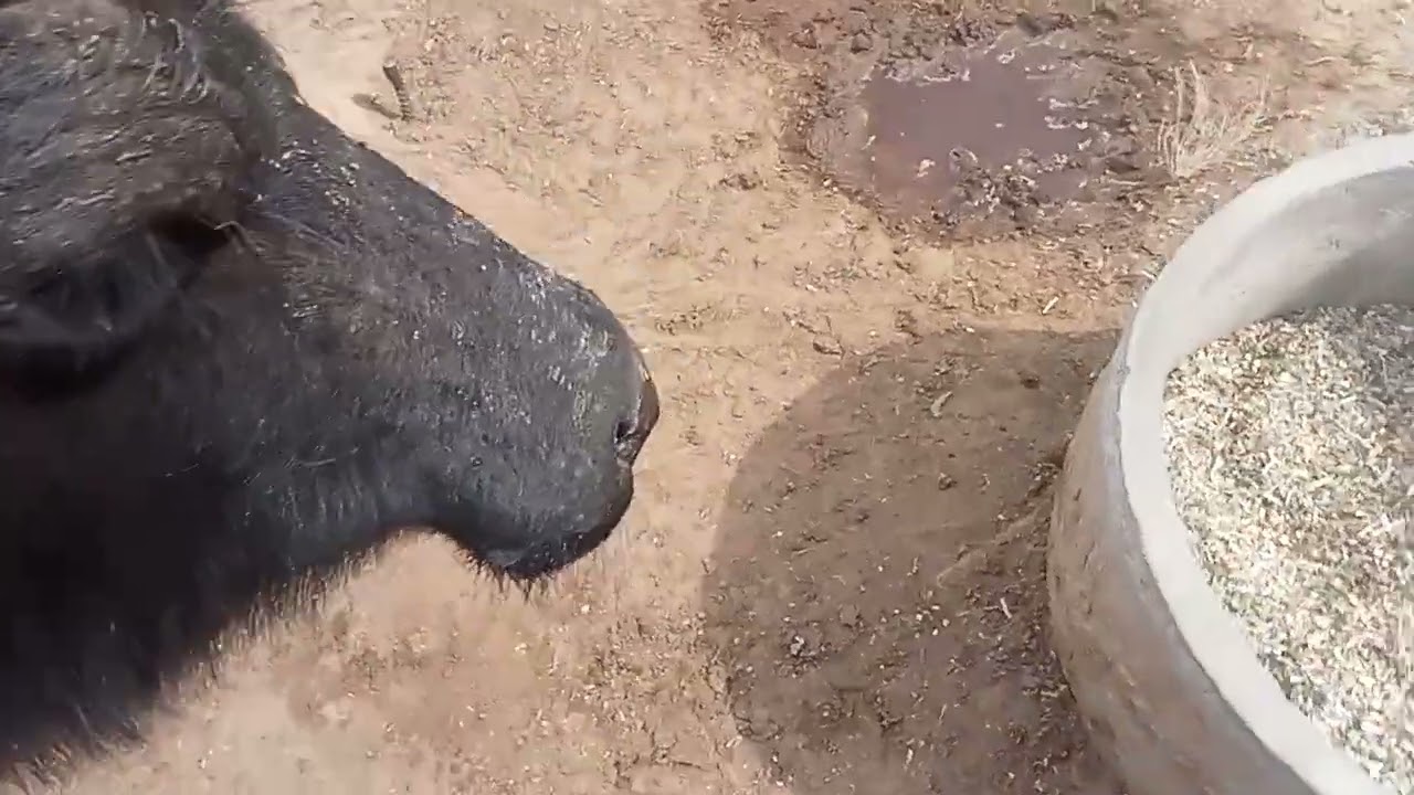 मेर को,जिनेदोआज, क्या, करती हूं 