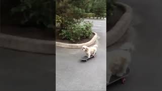 SKATER DOG