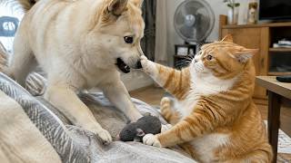 Momentos graciosos de gatos: la compilación gatuna que te hará reír sin parar 🐾🤣🤣