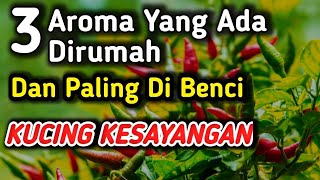 Download lagu Inilah 3 Aroma Bau Yang Paling Dibenci Kucing # Sering Ada Di Setiap Rumah