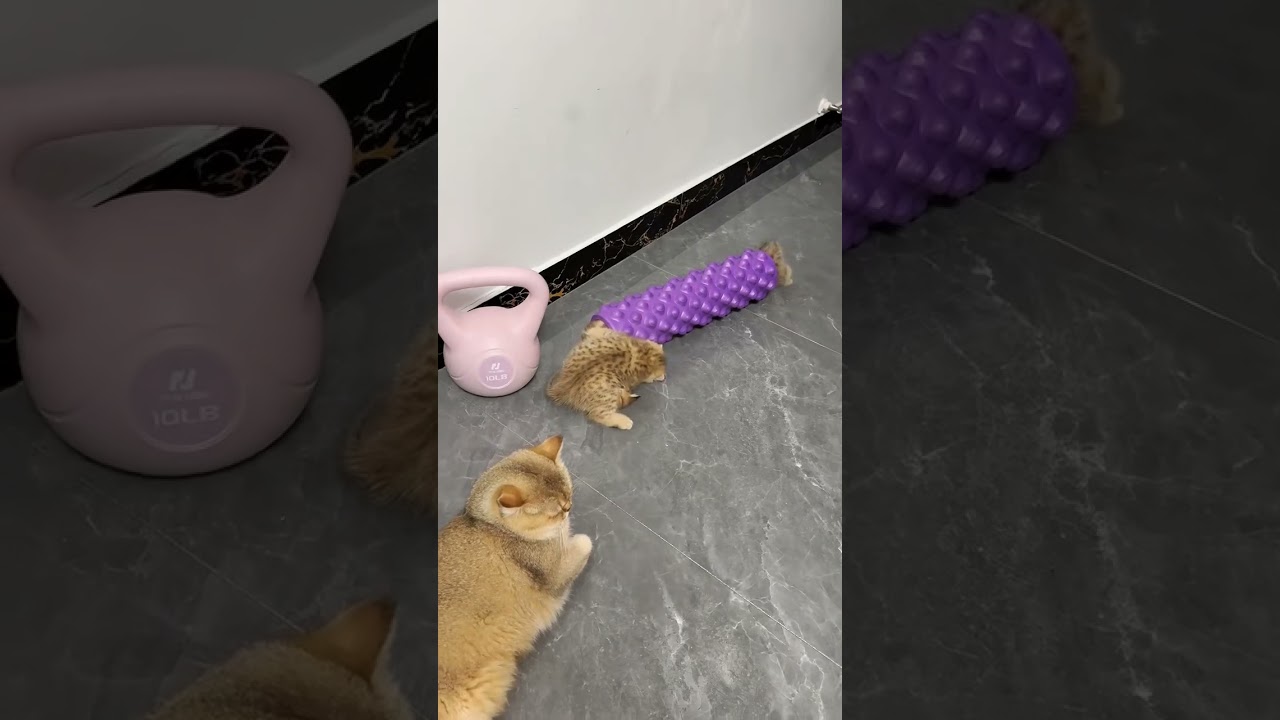 kitten on pipe 😂🤣😍 