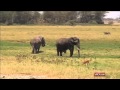 Poaching continues affect Africa