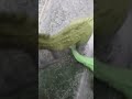 Indominus VS Tyrannosaurus