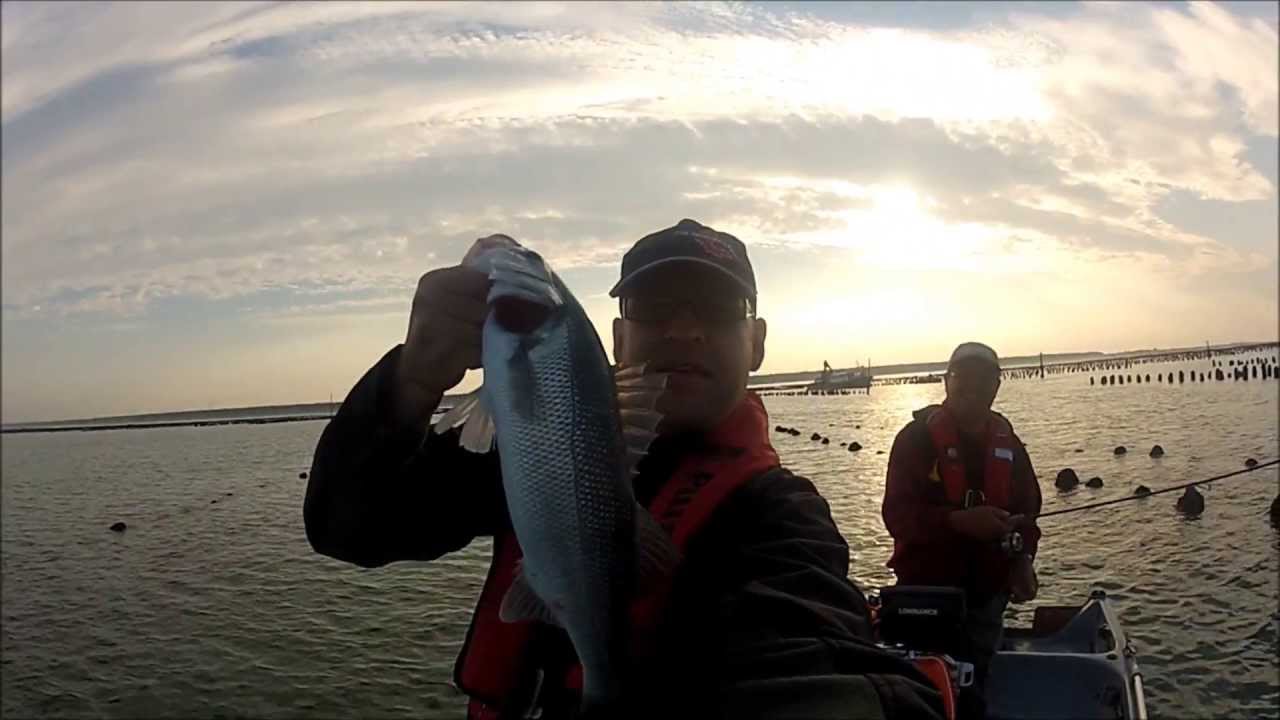 pêche du bar dans les bouchots
