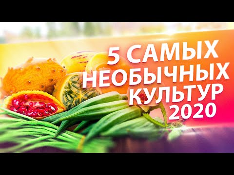 ЧЕМ УДИВИТЬ В 2020? ТОП-5 ЭКЗОТОВ: МОМОРДИКА, КИВАНО, ПЕПИНО, БАМИЯ, ВИГНА