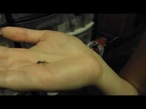 Super Tiny Tarantula Baby :D