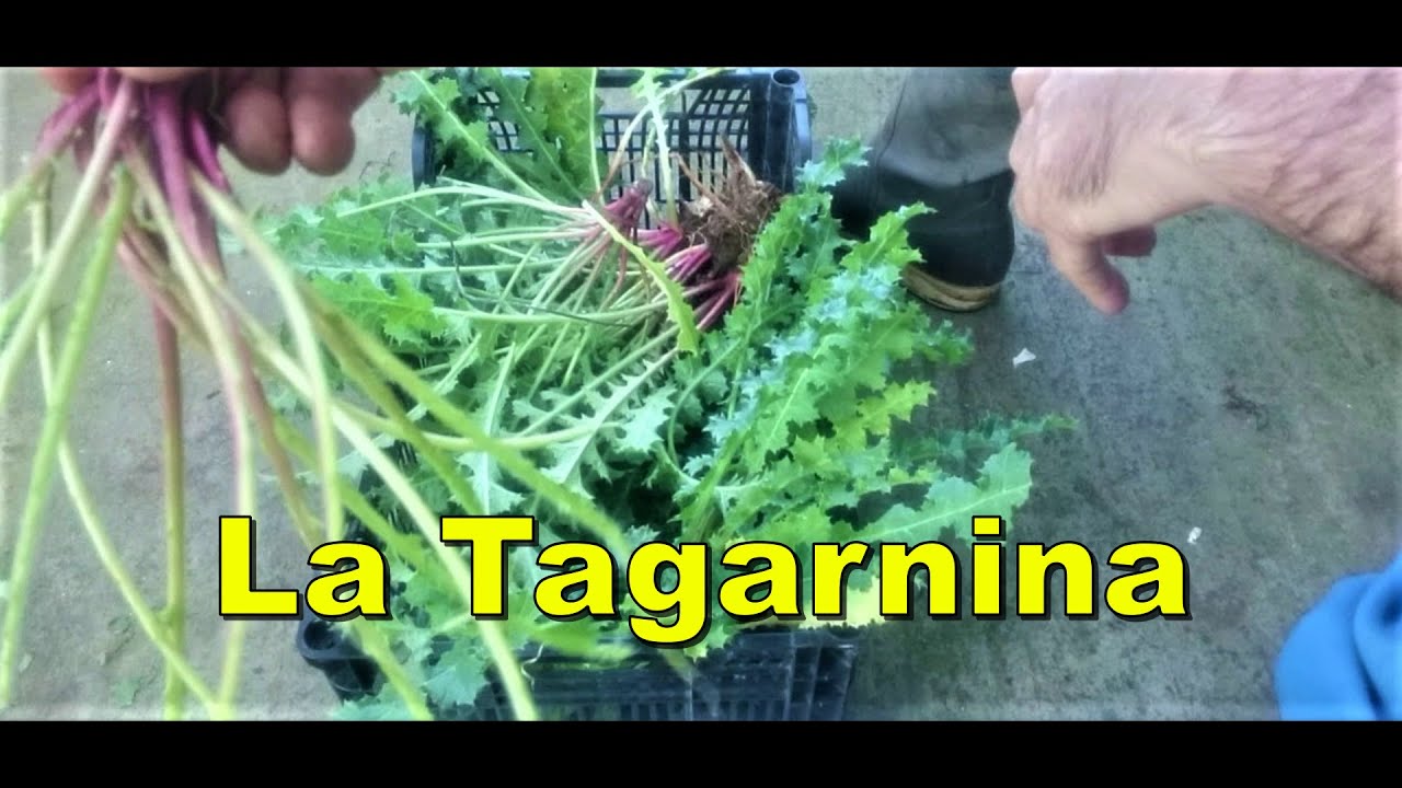 La Tagarnina.