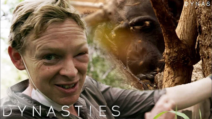 The Unexpected Downsides of Filming Chimps | Dynasties: Behind The Scenes | BBC Earth Explore