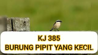 BURUNG PIPIT YANG KECIL (KJ 385)