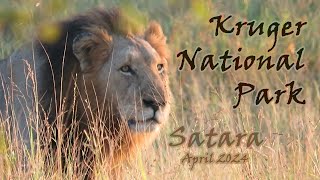 Kruger National Park: Satara - April 2024