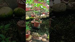 Dẫu biết yêu là đau khổ #viral #shorts #tamtrang @thuathuynh @thuathuynh-th @NgocLan-th