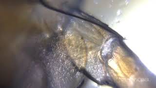 Foldscope.. Origami Microscope