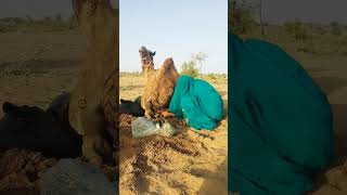 Village Girl Enjoying Evening Desert With Camel Peaceful Rural Life Sunset Vibes