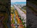 一目千本桜 桜満開 (宮城県) #Shorts