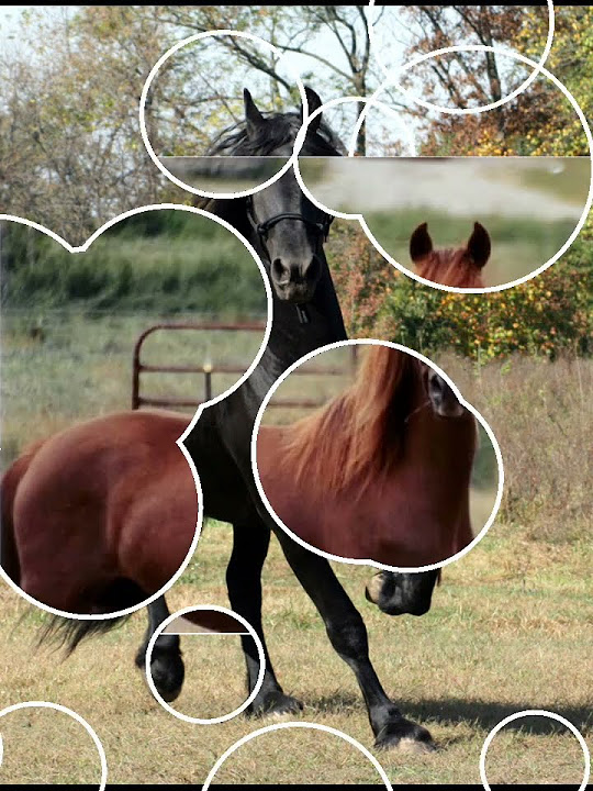 Top 7 Most Dangerous Horse Breed In The World top10 top10facts world what-is-the-most-dangerous-horse-breed-in-the-world-just-for-my-horse