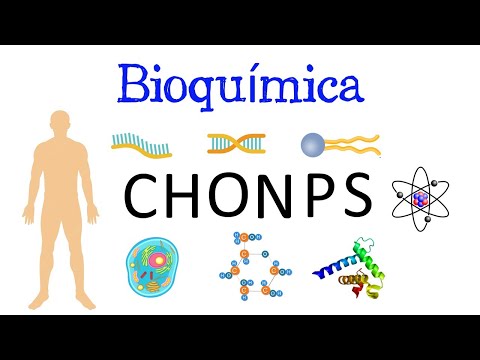 Video: ¿Por qué son importantes las reacciones bioquímicas?